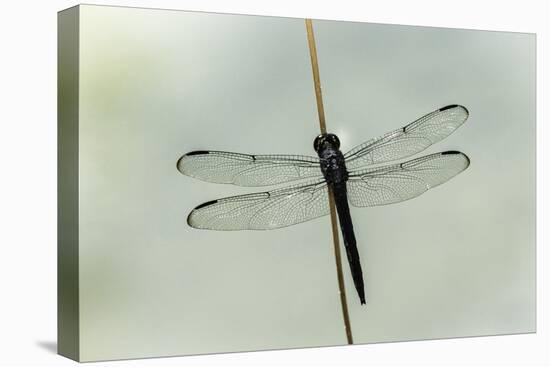 Dragonfly-Gary Carter-Stretched Canvas