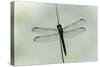 Dragonfly-Gary Carter-Stretched Canvas