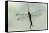 Dragonfly-Gary Carter-Framed Stretched Canvas