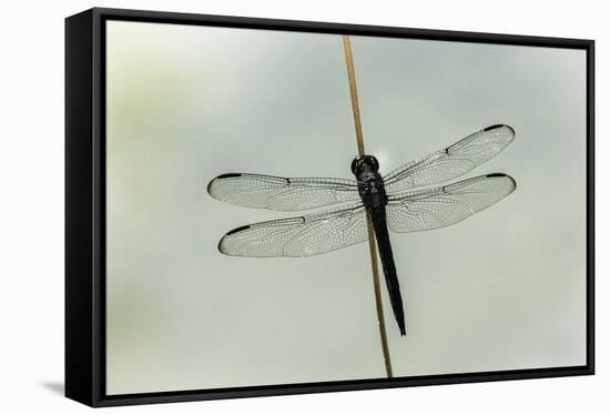 Dragonfly-Gary Carter-Framed Stretched Canvas