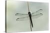 Dragonfly-Gary Carter-Stretched Canvas