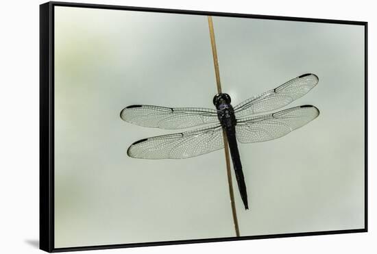 Dragonfly-Gary Carter-Framed Stretched Canvas