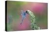 Dragonfly-Gary Carter-Stretched Canvas