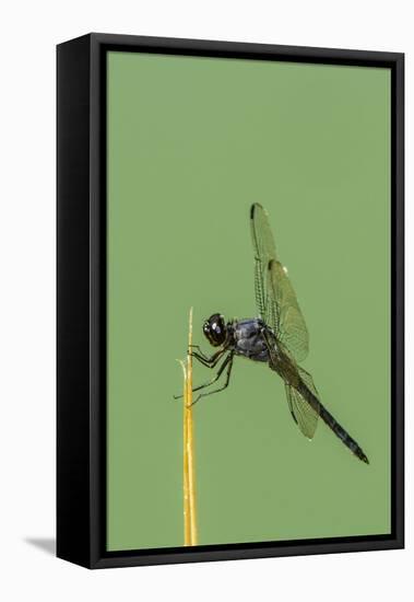 Dragonfly-Gary Carter-Framed Stretched Canvas