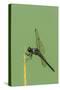 Dragonfly-Gary Carter-Stretched Canvas