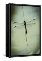 Dragonfly-Gary Carter-Framed Stretched Canvas