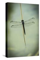 Dragonfly-Gary Carter-Stretched Canvas