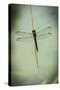 Dragonfly-Gary Carter-Stretched Canvas