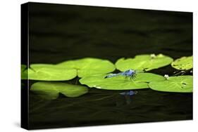 Dragonfly-Gary Carter-Stretched Canvas