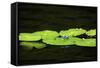 Dragonfly-Gary Carter-Framed Stretched Canvas