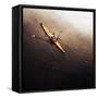 Dragonfly-Fulvio Pellegrini-Framed Stretched Canvas