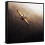 Dragonfly-Fulvio Pellegrini-Framed Stretched Canvas