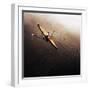 Dragonfly-Fulvio Pellegrini-Framed Photographic Print