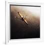 Dragonfly-Fulvio Pellegrini-Framed Photographic Print