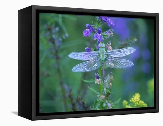 Dragonfly-Lynn M^ Stone-Framed Stretched Canvas