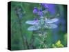 Dragonfly-Lynn M^ Stone-Stretched Canvas