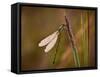 Dragonfly-Gordon Semmens-Framed Stretched Canvas