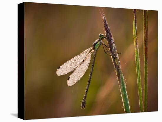 Dragonfly-Gordon Semmens-Stretched Canvas