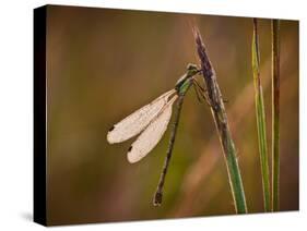 Dragonfly-Gordon Semmens-Stretched Canvas