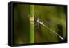 Dragonfly-Gordon Semmens-Framed Stretched Canvas