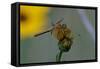 Dragonfly-Gordon Semmens-Framed Stretched Canvas