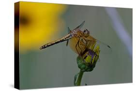 Dragonfly-Gordon Semmens-Stretched Canvas