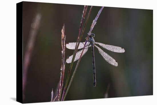 Dragonfly-Gordon Semmens-Stretched Canvas