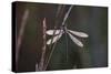 Dragonfly-Gordon Semmens-Stretched Canvas