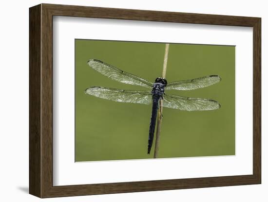 Dragonfly-Gary Carter-Framed Photographic Print