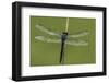 Dragonfly-Gary Carter-Framed Photographic Print