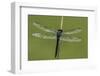 Dragonfly-Gary Carter-Framed Photographic Print