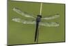 Dragonfly-Gary Carter-Mounted Photographic Print