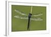 Dragonfly-Gary Carter-Framed Photographic Print