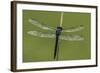 Dragonfly-Gary Carter-Framed Photographic Print