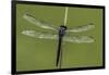 Dragonfly-Gary Carter-Framed Photographic Print