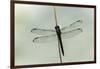 Dragonfly-Gary Carter-Framed Photographic Print