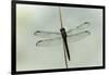 Dragonfly-Gary Carter-Framed Photographic Print