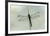 Dragonfly-Gary Carter-Framed Photographic Print