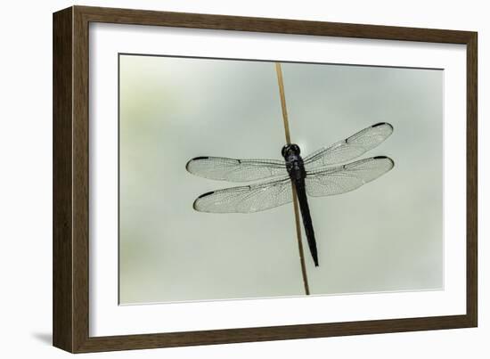 Dragonfly-Gary Carter-Framed Photographic Print