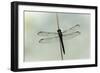 Dragonfly-Gary Carter-Framed Photographic Print