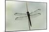 Dragonfly-Gary Carter-Mounted Photographic Print