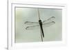 Dragonfly-Gary Carter-Framed Photographic Print