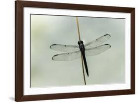 Dragonfly-Gary Carter-Framed Photographic Print