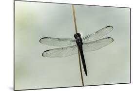 Dragonfly-Gary Carter-Mounted Photographic Print