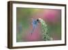 Dragonfly-Gary Carter-Framed Photographic Print