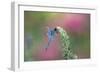 Dragonfly-Gary Carter-Framed Photographic Print