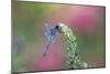 Dragonfly-Gary Carter-Mounted Photographic Print