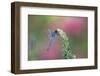 Dragonfly-Gary Carter-Framed Photographic Print