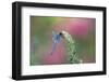 Dragonfly-Gary Carter-Framed Photographic Print