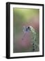 Dragonfly-Gary Carter-Framed Photographic Print